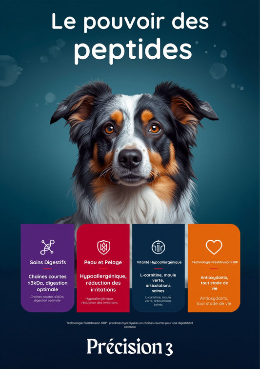 Allergies alimentaires chez le chien : symptômes, causes et solutions