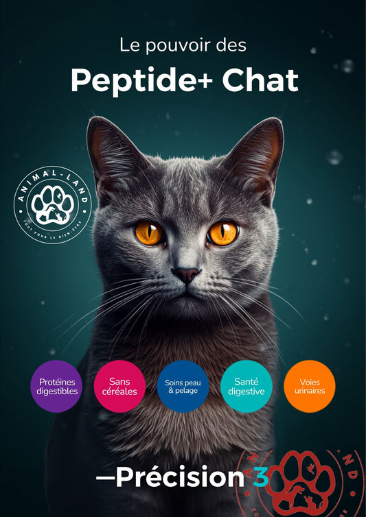 Céréales dans les croquettes pour chat : la vérité nuancée