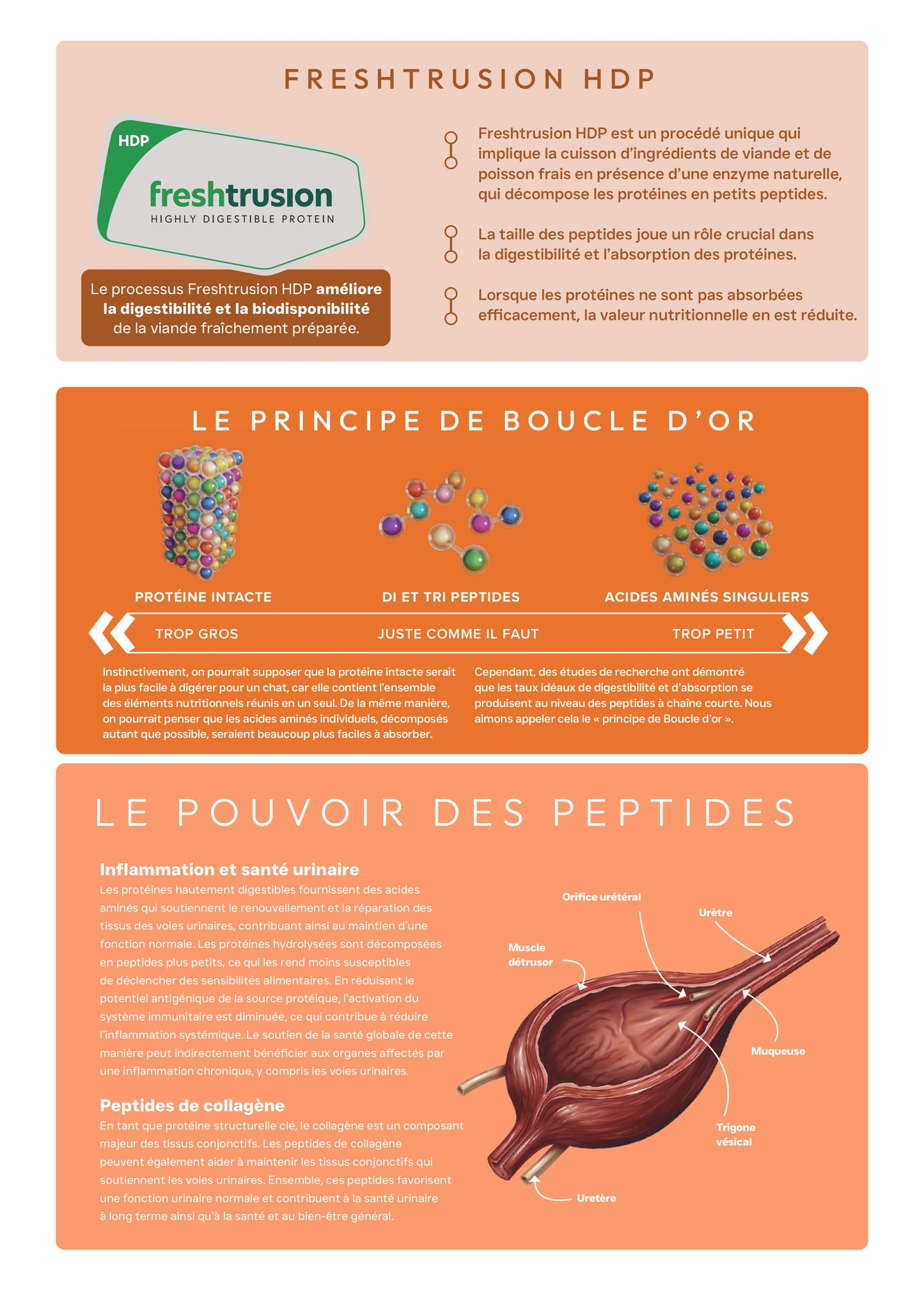 peptide + chat urinary care